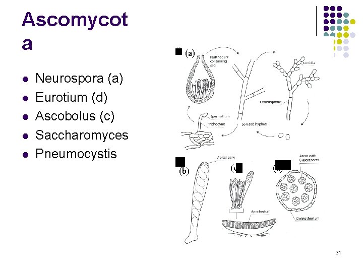 Ascomycot a l l l (a) Neurospora (a) Eurotium (d) Ascobolus (c) Saccharomyces Pneumocystis Ascomycot a l l l (a) Neurospora (a) Eurotium (d) Ascobolus (c) Saccharomyces Pneumocystis