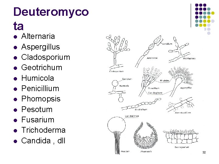 Deuteromyco ta l l l Alternaria Aspergillus Cladosporium Geotrichum Humicola Penicillium Phomopsis Pesotum Fusarium Deuteromyco ta l l l Alternaria Aspergillus Cladosporium Geotrichum Humicola Penicillium Phomopsis Pesotum Fusarium