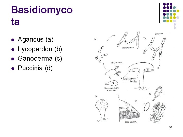Basidiomyco ta l l Agaricus (a) Lycoperdon (b) Ganoderma (c) Puccinia (d) 33 Basidiomyco ta l l Agaricus (a) Lycoperdon (b) Ganoderma (c) Puccinia (d) 33