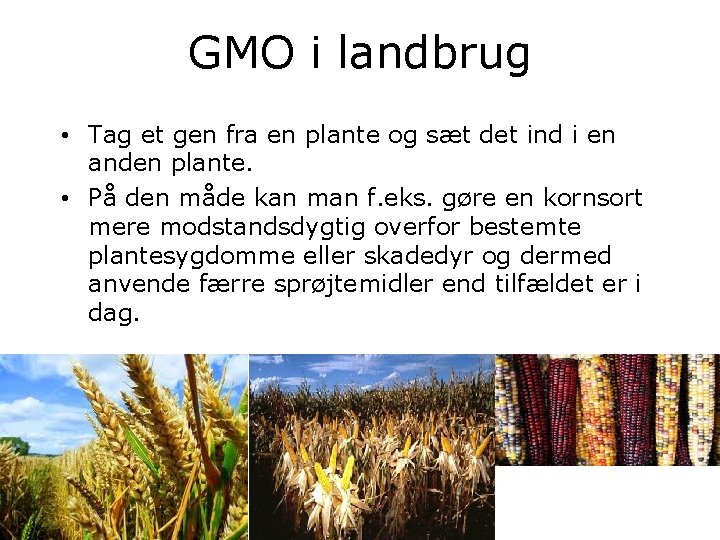 GMO i landbrug • Tag et gen fra en plante og sæt det ind