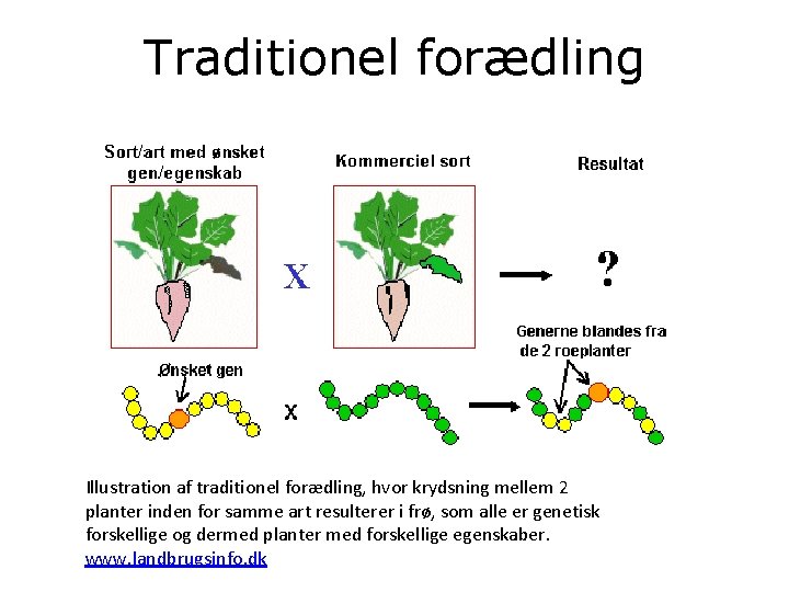 Traditionel forædling Illustration af traditionel forædling, hvor krydsning mellem 2 planter inden for samme