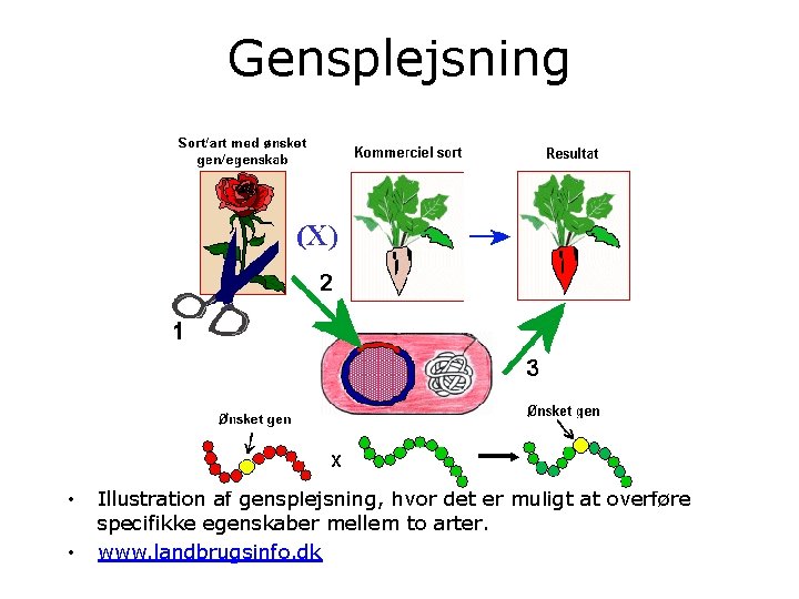 Gensplejsning • • Illustration af gensplejsning, hvor det er muligt at overføre specifikke egenskaber