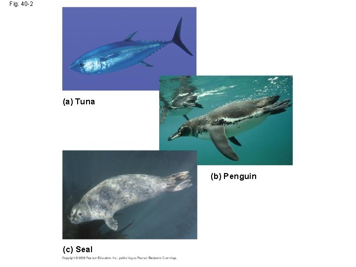 Fig. 40 -2 (a) Tuna (b) Penguin (c) Seal 