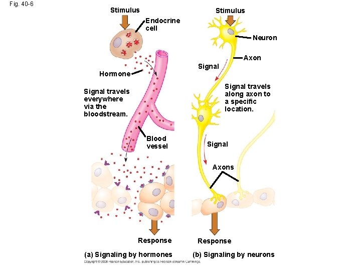 Fig. 40 -6 Stimulus Endocrine cell Neuron Axon Signal Hormone Signal travels along axon