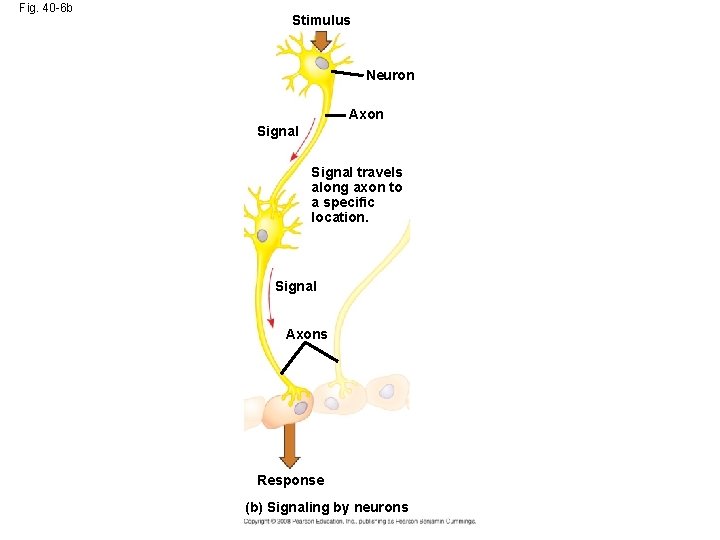 Fig. 40 -6 b Stimulus Neuron Axon Signal travels along axon to a specific