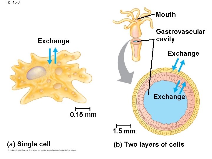 Fig. 40 -3 Mouth Gastrovascular cavity Exchange 0. 15 mm 1. 5 mm (a)