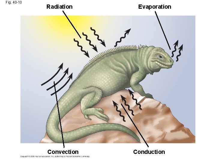 Fig. 40 -10 Radiation Convection Evaporation Conduction 