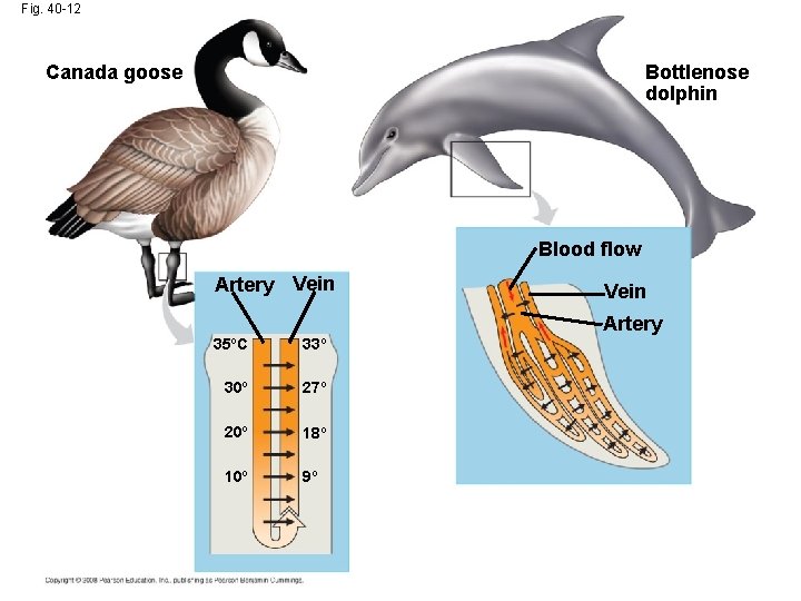 Fig. 40 -12 Canada goose Bottlenose dolphin Blood flow Artery Vein Artery 35ºC 33º