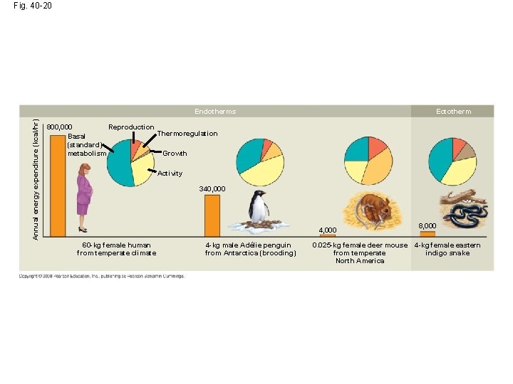 Fig. 40 -20 Annual energy expenditure (kcal/hr) Endotherms Ectotherm Reproduction 800, 000 Thermoregulation Basal