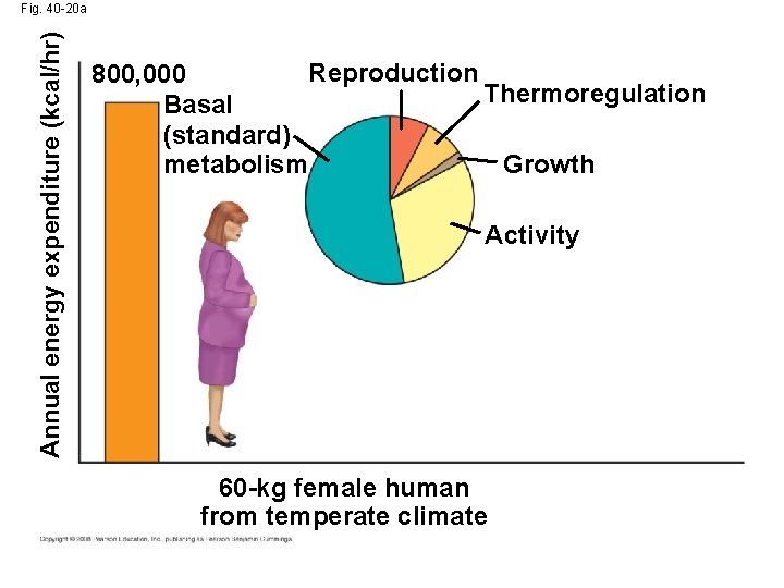 Annual energy expenditure (kcal/hr) Fig. 40 -20 a Reproduction 800, 000 Thermoregulation Basal (standard)