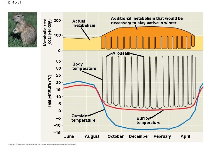 Metabolic rate (kcal per day) Fig. 40 -21 200 Actual metabolism 100 0 35