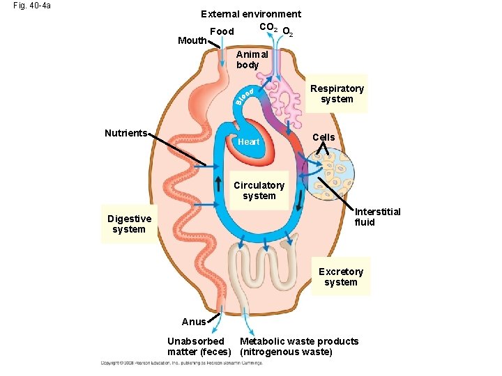 Fig. 40 -4 a External environment CO 2 O Food 2 Mouth Animal body