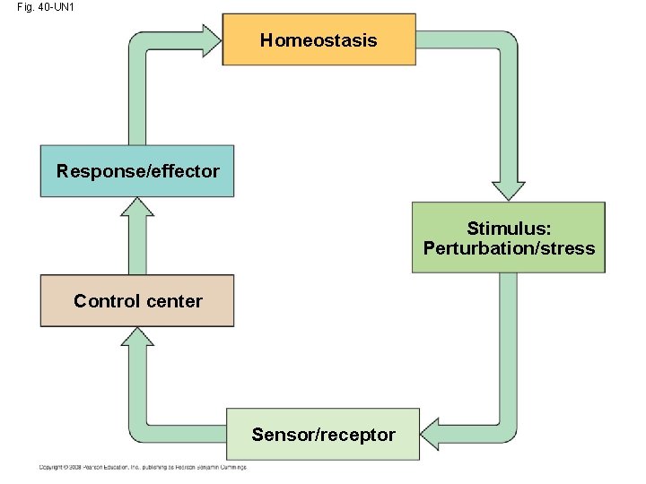 Fig. 40 -UN 1 Homeostasis Response/effector Stimulus: Perturbation/stress Control center Sensor/receptor 