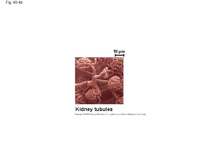 Fig. 40 -4 d 10 µm Kidney tubules 