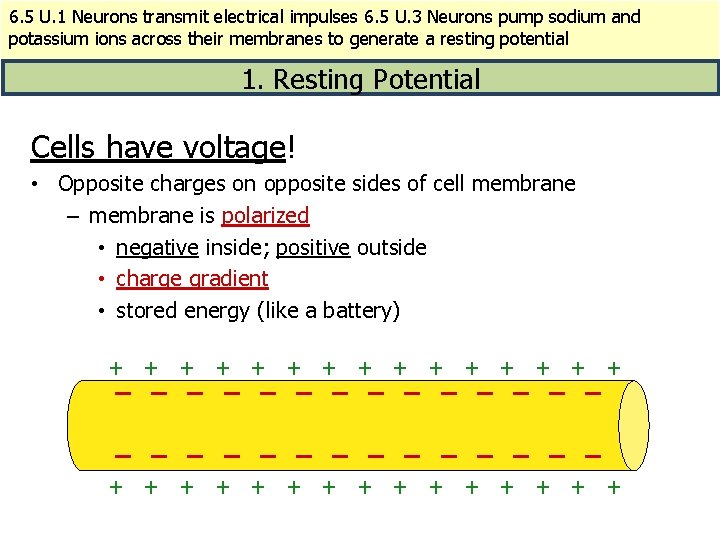 6. 5 U. 1 Neurons transmit electrical impulses 6. 5 U. 3 Neurons pump