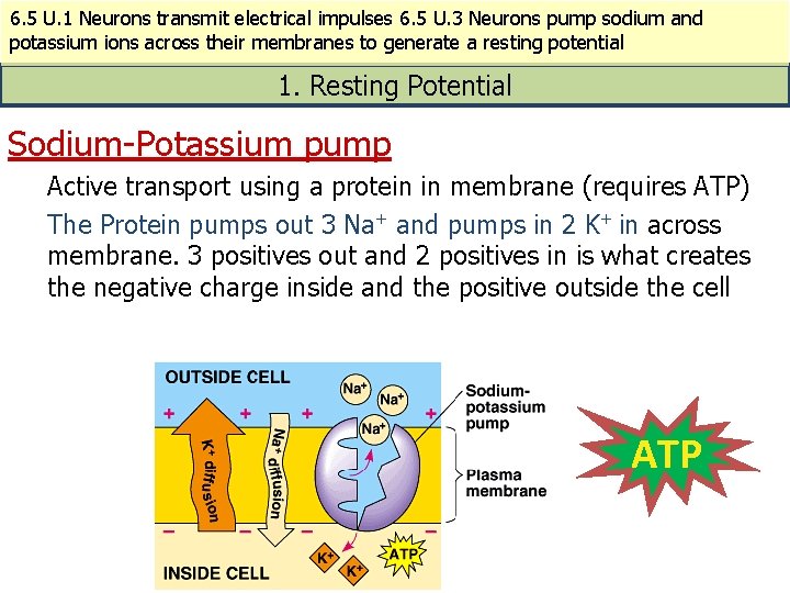 6. 5 U. 1 Neurons transmit electrical impulses 6. 5 U. 3 Neurons pump