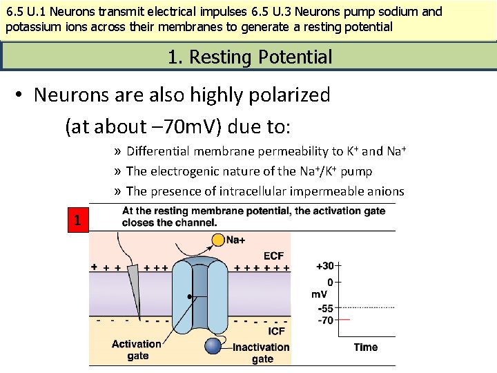 6. 5 U. 1 Neurons transmit electrical impulses 6. 5 U. 3 Neurons pump