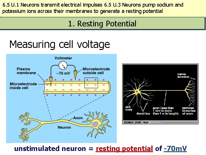 6. 5 U. 1 Neurons transmit electrical impulses 6. 5 U. 3 Neurons pump