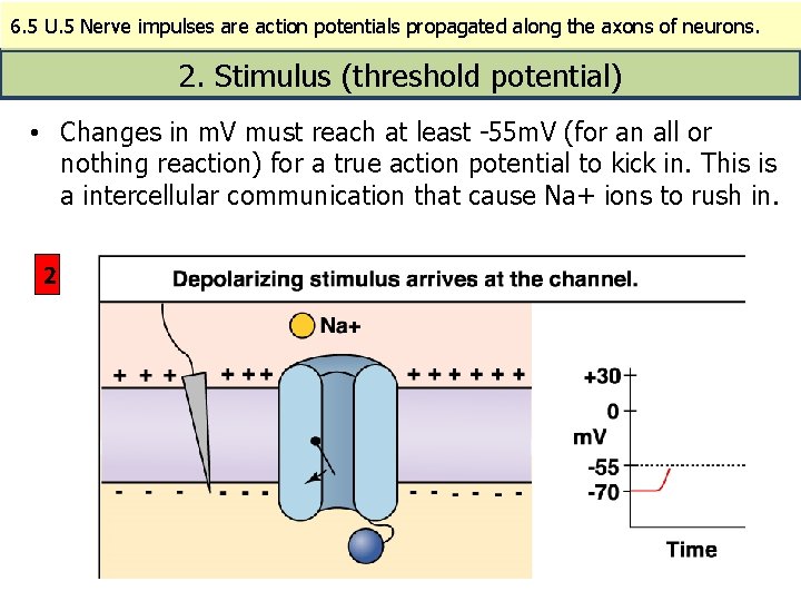 6. 5 U. 5 Nerve impulses are action potentials propagated along the axons of