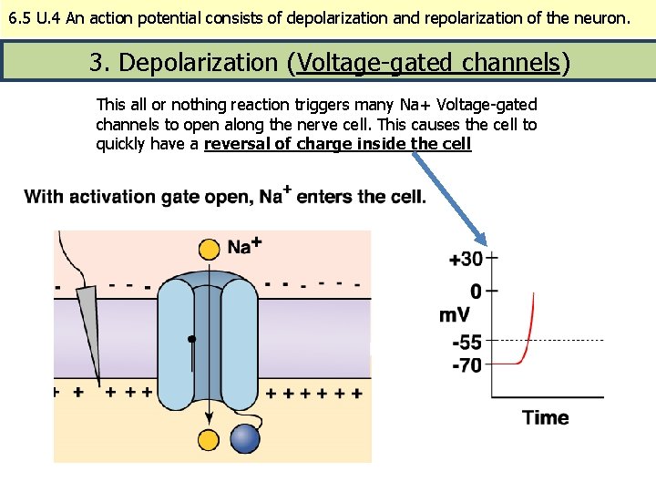 6. 5 U. 4 An action potential consists of depolarization and repolarization of the