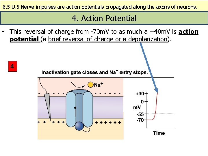 6. 5 U. 5 Nerve impulses are action potentials propagated along the axons of