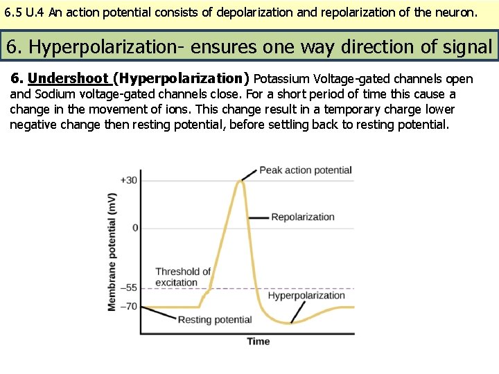 6. 5 U. 4 An action potential consists of depolarization and repolarization of the