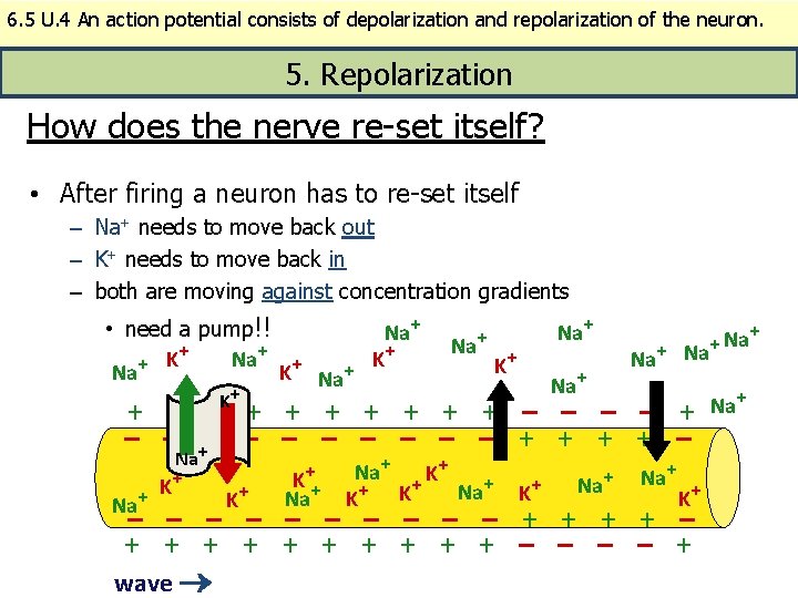 6. 5 U. 4 An action potential consists of depolarization and repolarization of the