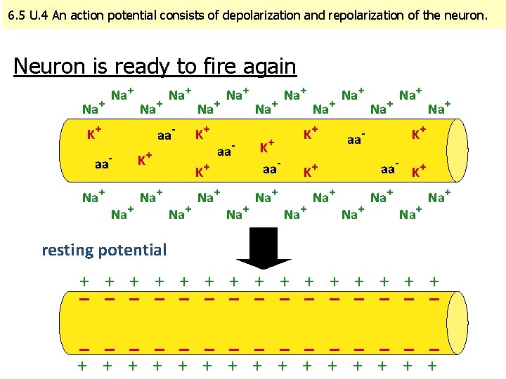6. 5 U. 4 An action potential consists of depolarization and repolarization of the