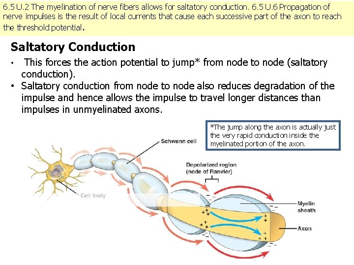 6. 5 U. 2 The myelination of nerve fibers allows for saltatory conduction. 6.