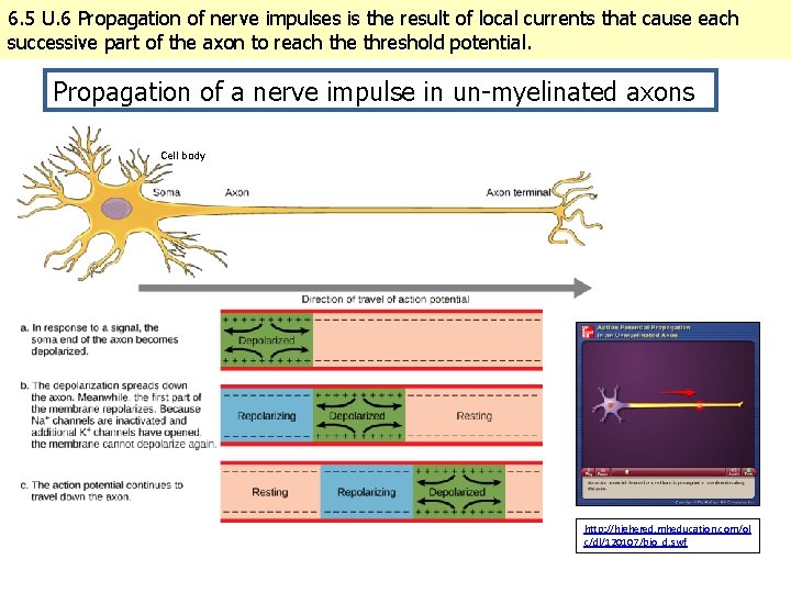 6. 5 U. 6 Propagation of nerve impulses is the result of local currents