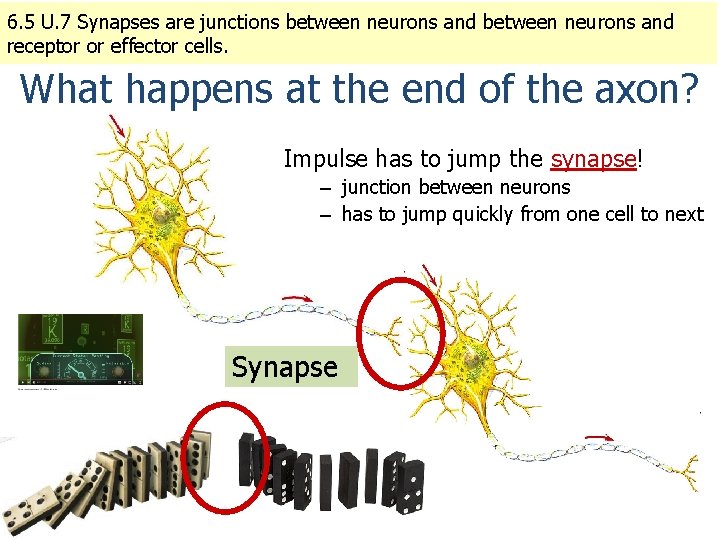 6. 5 U. 7 Synapses are junctions between neurons and receptor or effector cells.