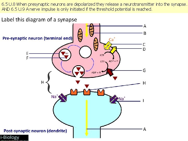 6. 5 U. 8 When presynaptic neurons are depolarized they release a neurotransmitter into