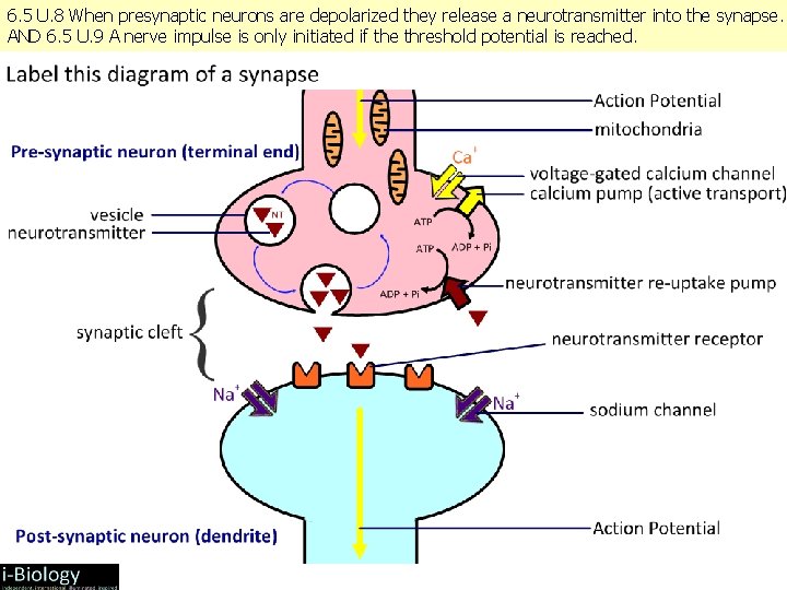 6. 5 U. 8 When presynaptic neurons are depolarized they release a neurotransmitter into