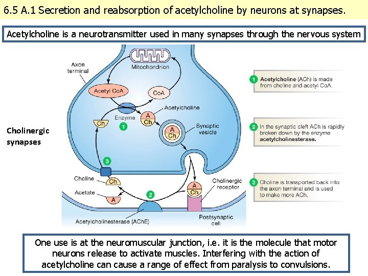 6. 5 A. 1 Secretion and reabsorption of acetylcholine by neurons at synapses. Acetylcholine