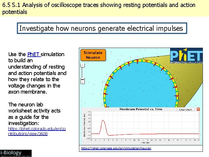 6. 5 S. 1 Analysis of oscilloscope traces showing resting potentials and action potentials