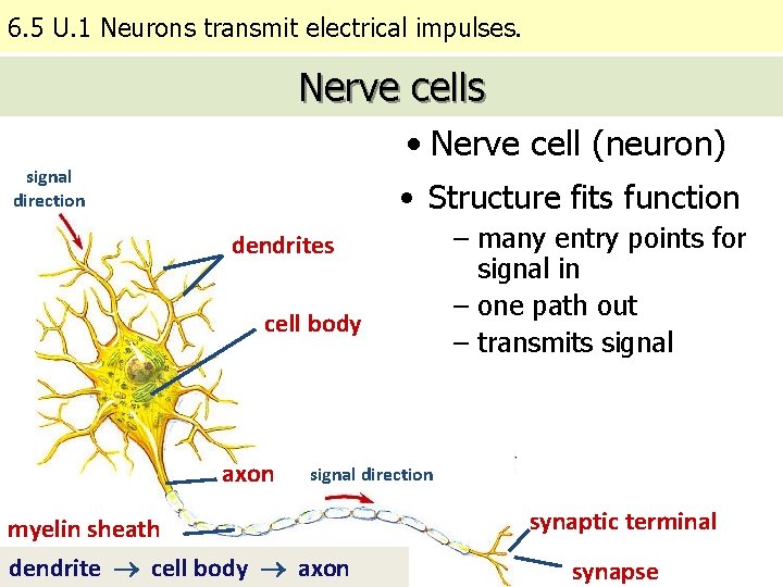 6. 5 U. 1 Neurons transmit electrical impulses. Nerve cells • Nerve cell (neuron)