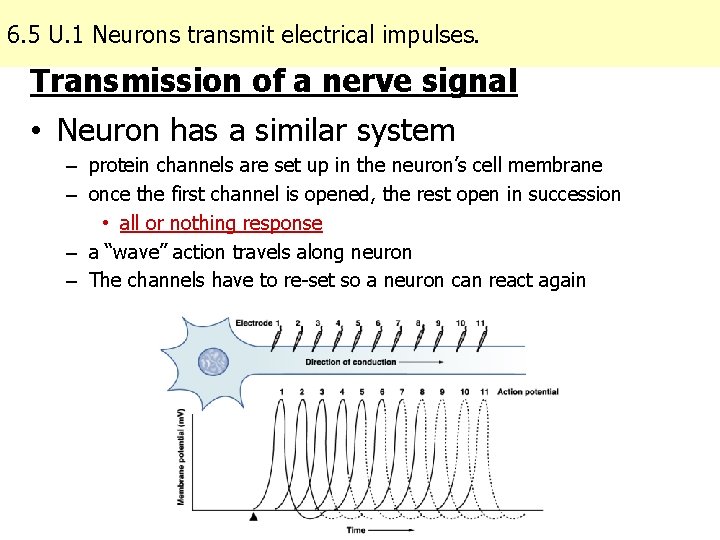 6. 5 U. 1 Neurons transmit electrical impulses. Transmission of a nerve signal •