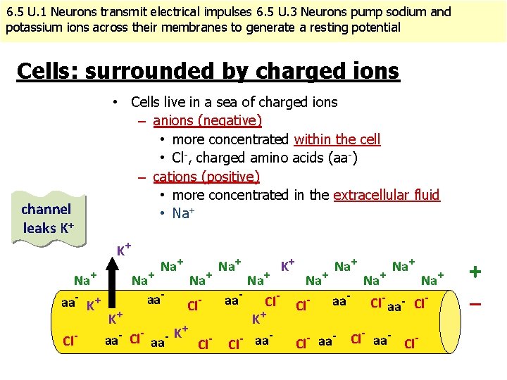 6. 5 U. 1 Neurons transmit electrical impulses 6. 5 U. 3 Neurons pump