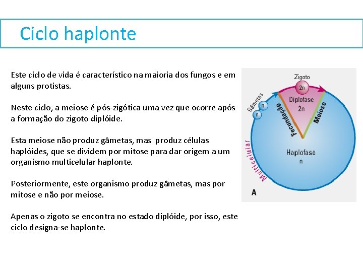 Ciclo haplonte Este ciclo de vida é característico na maioria dos fungos e em