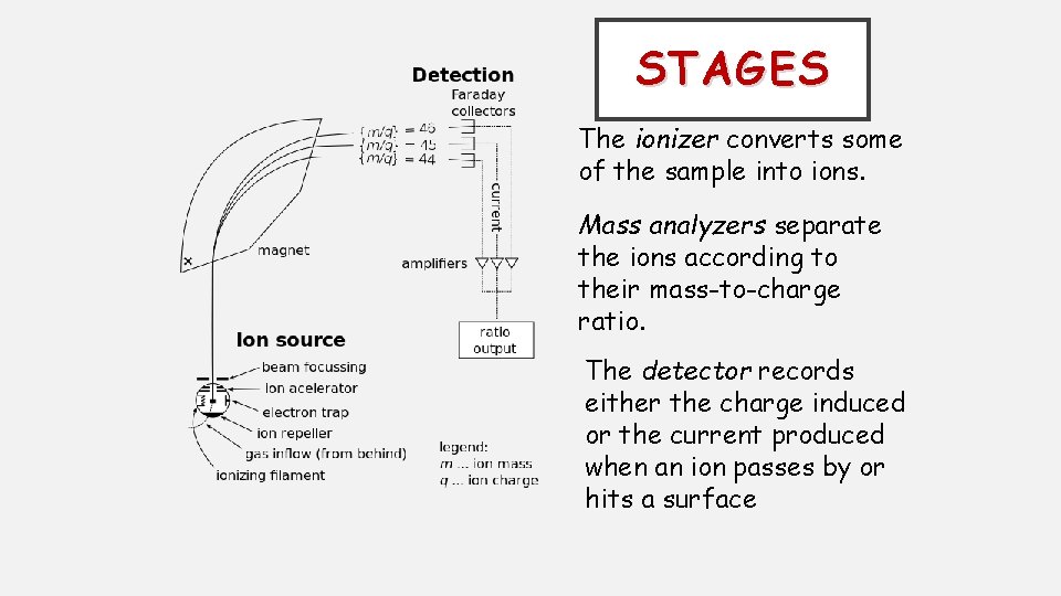 STAGES The ionizer converts some of the sample into ions. Mass analyzers separate the