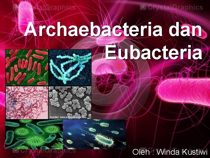 Archaebacteria dan Eubacteria Oleh : Winda Kustiwi 