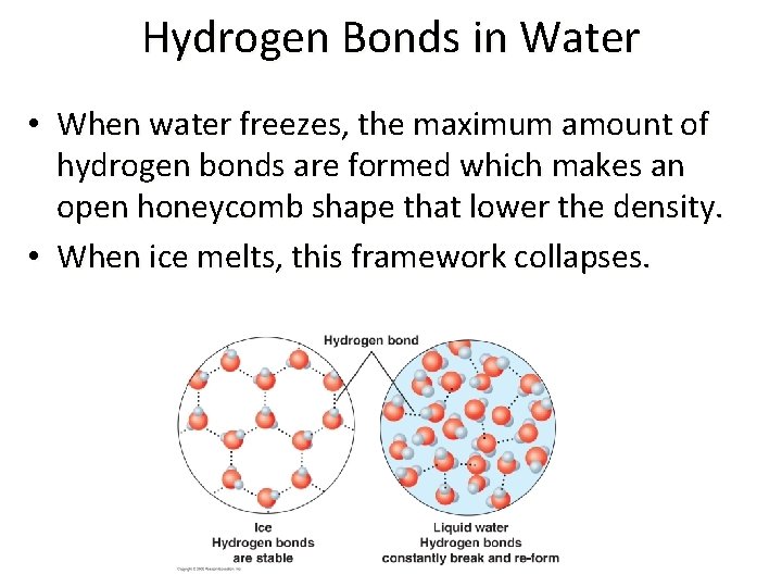 Hydrogen Bonds in Water • When water freezes, the maximum amount of hydrogen bonds