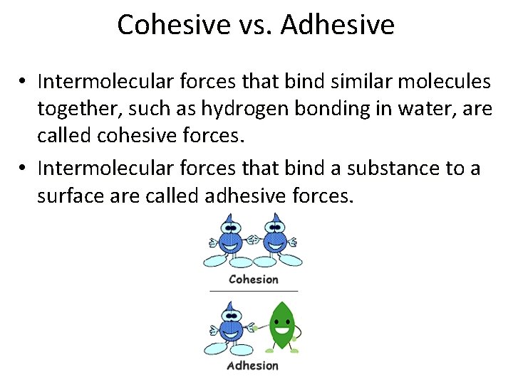 Cohesive vs. Adhesive • Intermolecular forces that bind similar molecules together, such as hydrogen