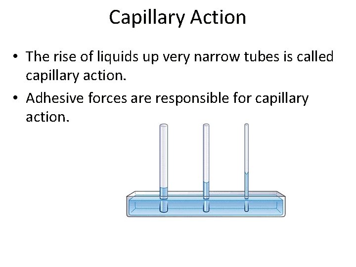 Capillary Action • The rise of liquids up very narrow tubes is called capillary