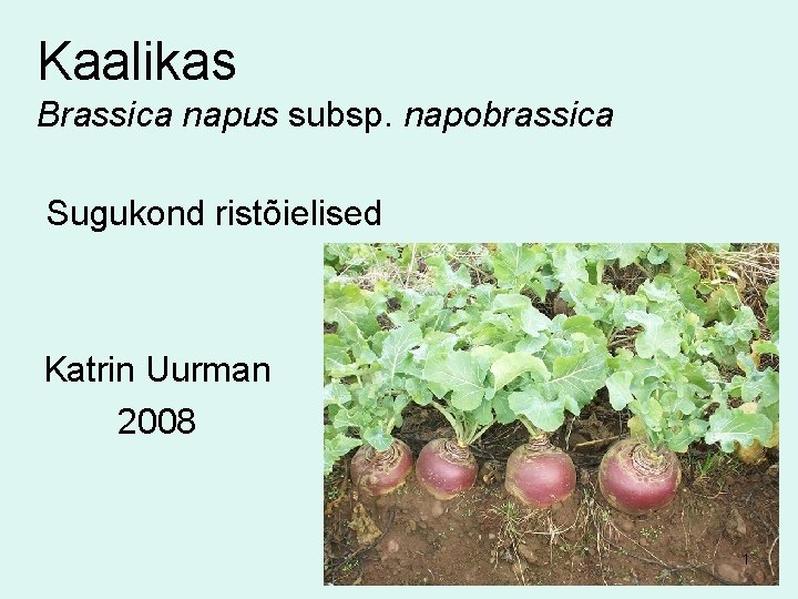 Kaalikas Brassica napus subsp. napobrassica Sugukond ristõielised Katrin Uurman 2008 1 