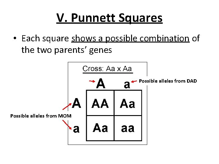 V. Punnett Squares • Each square shows a possible combination of the two parents’