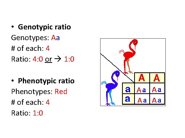  • Genotypic ratio Genotypes: Aa # of each: 4 Ratio: 4: 0 or