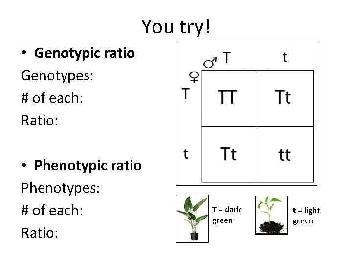 You try! • Genotypic ratio Genotypes: # of each: Ratio: • Phenotypic ratio Phenotypes: