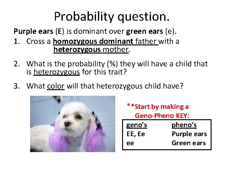 Probability question. Purple ears (E) is dominant over green ears (e). 1. Cross a