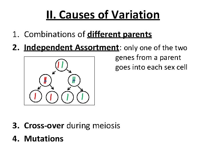 II. Causes of Variation 1. Combinations of different parents 2. Independent Assortment: only one